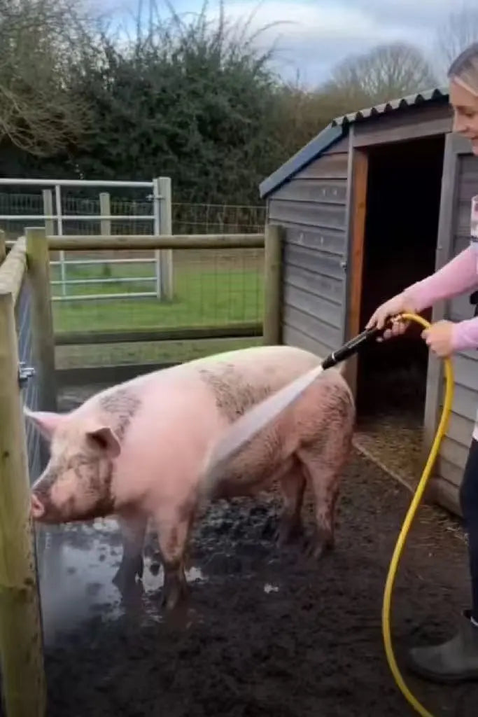 Pet-friendly pressure washer with gentle shower mode for safely bathing dogs and cats